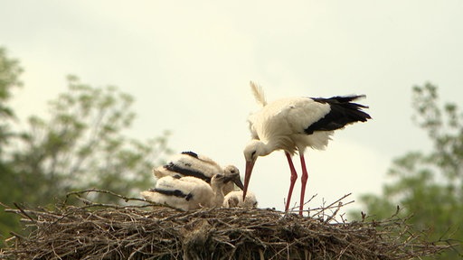 Storch mit drei Jungen im Nest