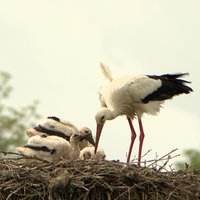 Storch mit drei Jungen im Nest