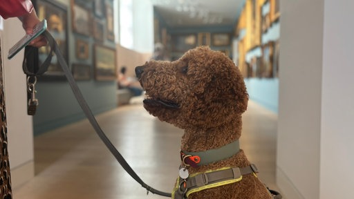 Es ist ein brauner Hund von der Seite zu sehen, der an einer Leine ist. Im Hintergrund sieht man den Kunstpalast von innen.