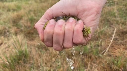 Jemand drückt mit seiner Hand Moos zusammen, Wasser tritt heraus