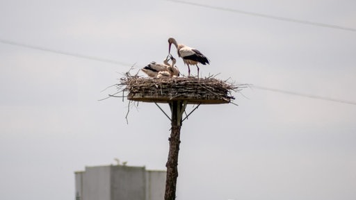 Ein Storch mit Nachwuchs in den Ruhrauen.