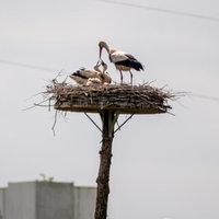 Ein Storch mit Nachwuchs in den Ruhrauen.