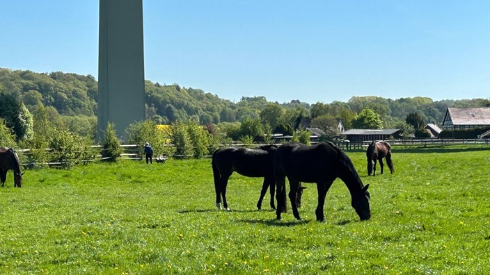 Mehrere grasende Pferde auf einer grünen Wiese in Mülheim