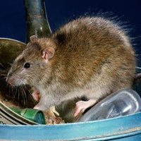 Seitenansicht einer Ratte in einem Abfalleimer