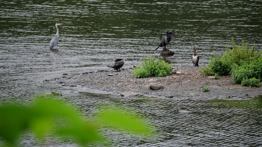 Reiher und Kormorane auf einer der Ruhrinseln