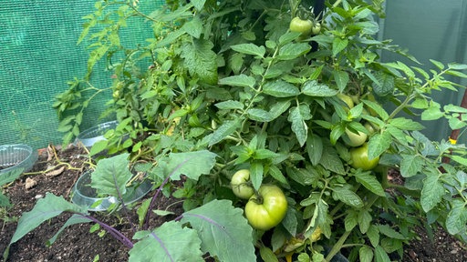 Eine Nahaufnahme von grünen, prallen Tomaten in einem Garten