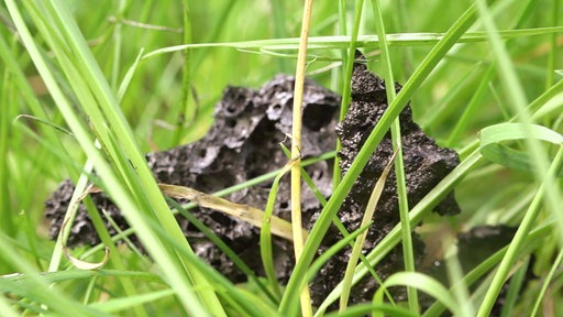Ein schwarzes, stein-ähnliches Partikel im Rasen
