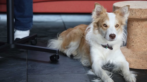 Porträt von Gail, Bürohund von Jan Schriever