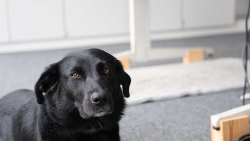 Porträt von Nelly, Bürohund von Kerstin Paßmann