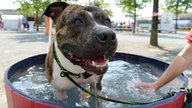 American Staffordshire Terrier steht im Tierheim in einem Wasserbecken 