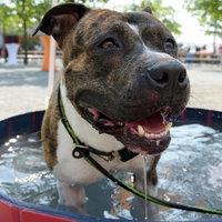 American Staffordshire Terrier steht im Tierheim in einem Wasserbecken 
