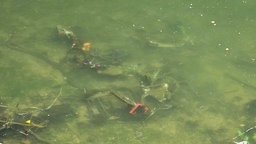 E-Scooter im Rhein