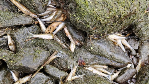 Nach Fischsterben: Weiter hohes Risiko für Tiere in der Agger