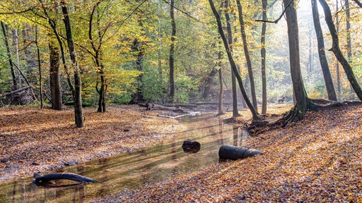 Aufnahme vom Flehbach im herbstlichen Königsforst in Köln