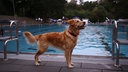 Ein Hund steht vor dem Schwimmbecken im Kölner Stadionbad.