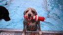 Ein Hund klettert mit einem Spielzeug aus dem Schwimmbecken des Kölner Stadionbades.