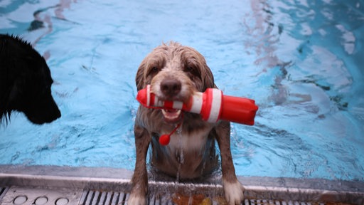 Ein Hund klettert mit einem Spielzeug aus dem Schwimmbecken des Kölner Stadionbades.