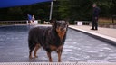 Ein nasser schwarz-brauner Hund steht in einem flachen Schwimmbecken, während im Hintergrund weitere Hunde und Menschen zu sehen sind.