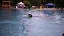 Ein Hund mitten im Wasser mit Spielzeug im Maul.