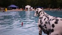 Ein Hund zögert am Beckenrand, ob er ins Wasser srpingen soll
