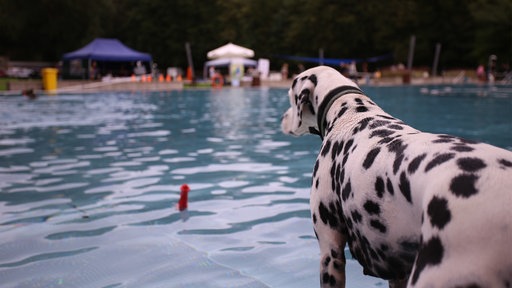 Ein Hund zögert am Beckenrand, ob er ins Wasser srpingen soll