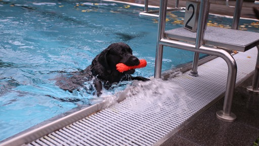 Ein Hund klettert aus dem Schwimmbecken mit einem Spielzeug im Mund