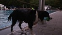 Ein Hund kommt klitschnass aus dem Schwimmbecken