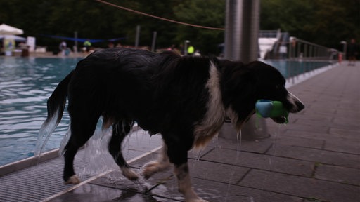 Ein Hund kommt klitschnass aus dem Schwimmbecken