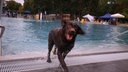 Ein Hund schüttelt das Wasser aus seinem Fell