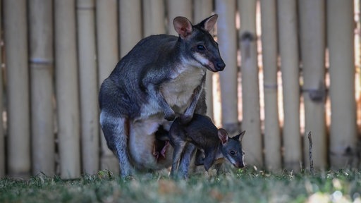 Eine Kängurumama mit ihrem Baby im Kölner Zoo.