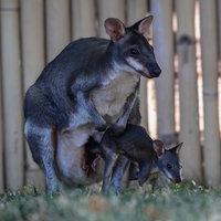 Eine Kängurumama mit ihrem Baby im Kölner Zoo.
