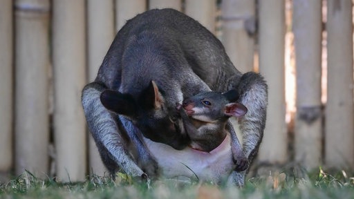 Eine Kängurumama mit ihrem Baby im Kölner Zoo.