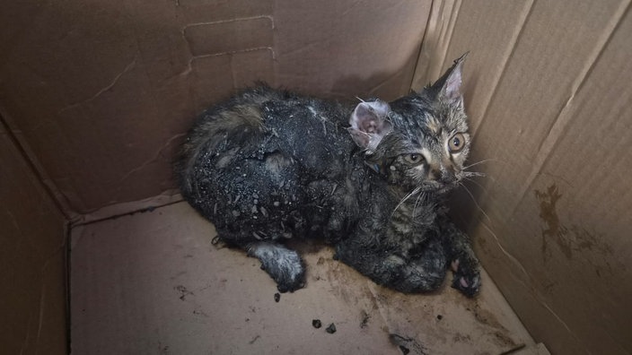 Eine verklebte Katze