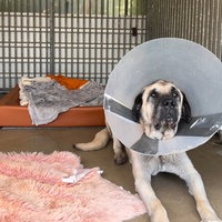 Ein Hund mit Halskrause in einem Kölner Tierheim