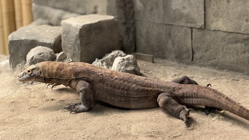 Ein Komodowaran.