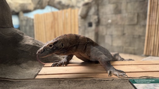 Ein Komodowaran.
