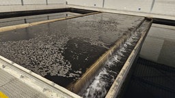 Chemie aus Leverkusen gefährdet Trinkwasser in Niederlanden