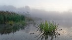 Nebel bedeckt an einem kalten Morgen einen Weiher in Köln