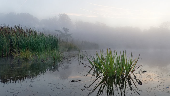 Nebel bedeckt an einem kalten Morgen einen Weiher in Köln