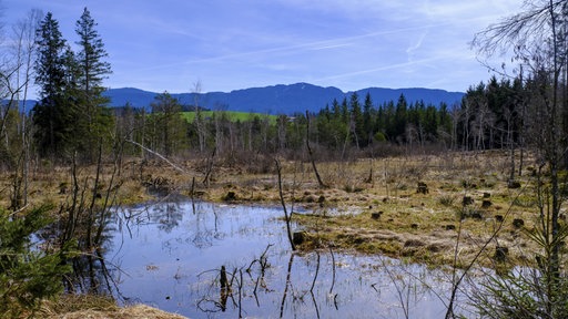 Ein Waldgebiet in Prem (Oberbayern)