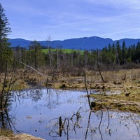 Ein Waldgebiet in Prem (Oberbayern)