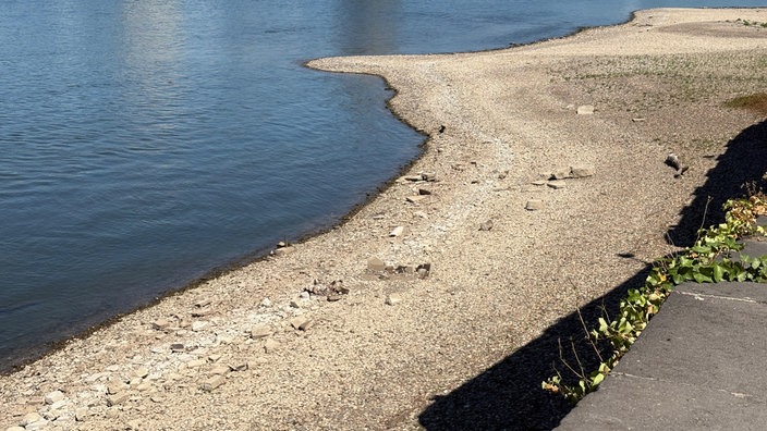 Freigelegtes Rheinbett