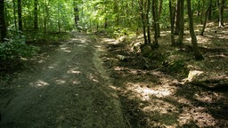 Zwischen den Bäumen im Wald verläuft das ausgetrocknete Bett eines Baches.