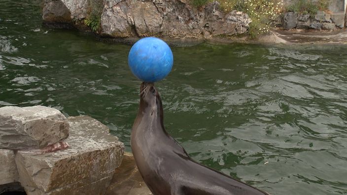 Ein Seelöwe der auf einem Felsen liegt neben einer Wasserfläche. Der Seelöwe balanciert einen blauen Ball auf seiner Nase.