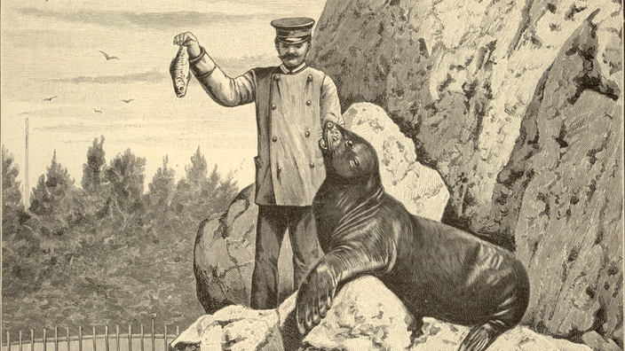 Eine historische Zeichnung, auf dem ein Mann auf einem Felsen steht und einen Fisch vor den Kopf eines Seelöwen hält.