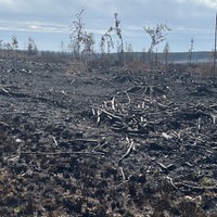 eine von Feuer zerstörte Landschaft