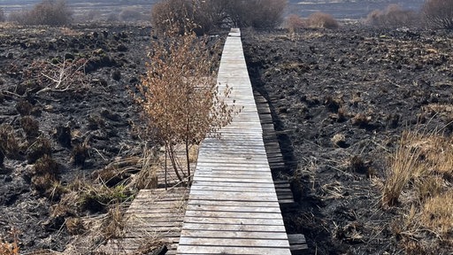 Ein Steg im hohen Venn, daneben die vom Feuer zerstörte Landschaft