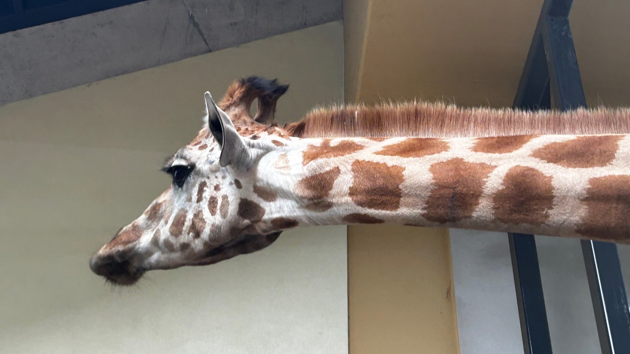 Eine junge Giraffen-Kuh im Kölner Zoo
