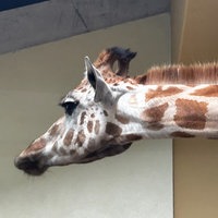Eine junge Giraffen-Kuh im Kölner Zoo