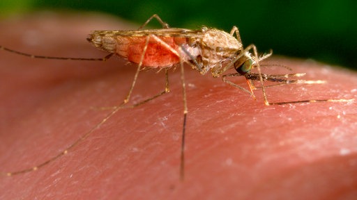 Eine Mücke sticht in einen Arm